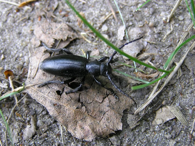 Dorcadion aethiops - fekete gyalogcincér