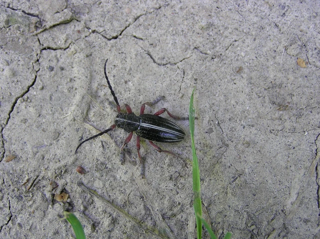Dorcadion pedestre - kétsávos gyalogcincér Dorcadion pedestre - kétsávos gyalogcincér