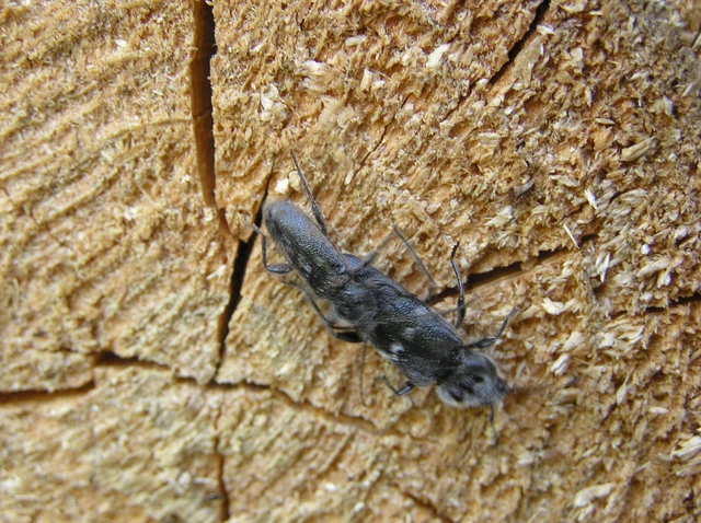 Hylotrupes bajulus - házicincér