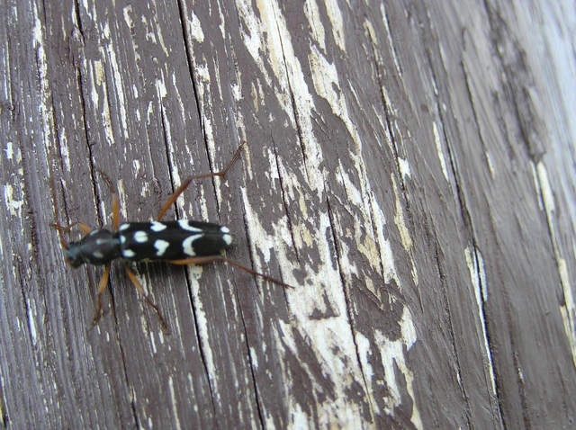 Isotomus speciosus - nyírfa-darázscincér