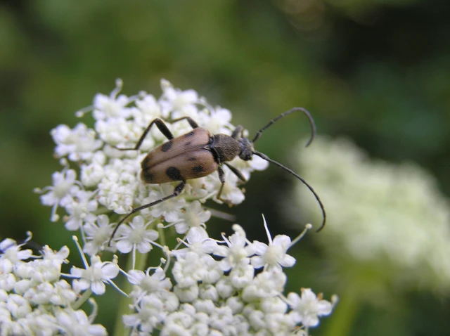 Pachytodes cerambyciformis - változékony virágcincér