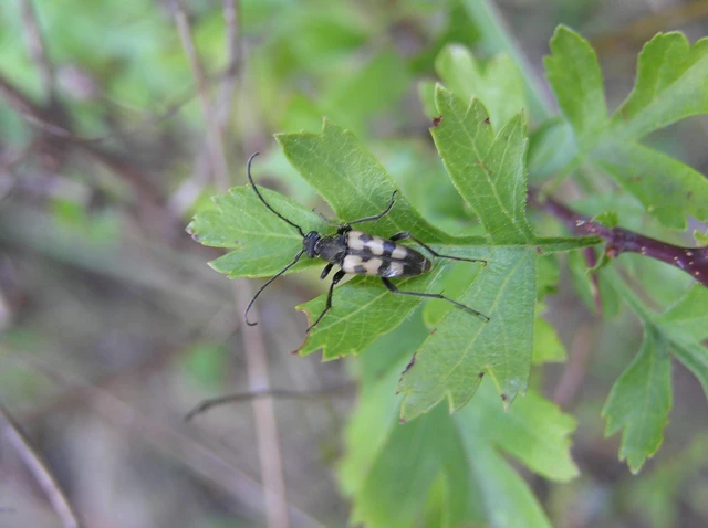 Pachytodes erraticus - rajzos virágcincér