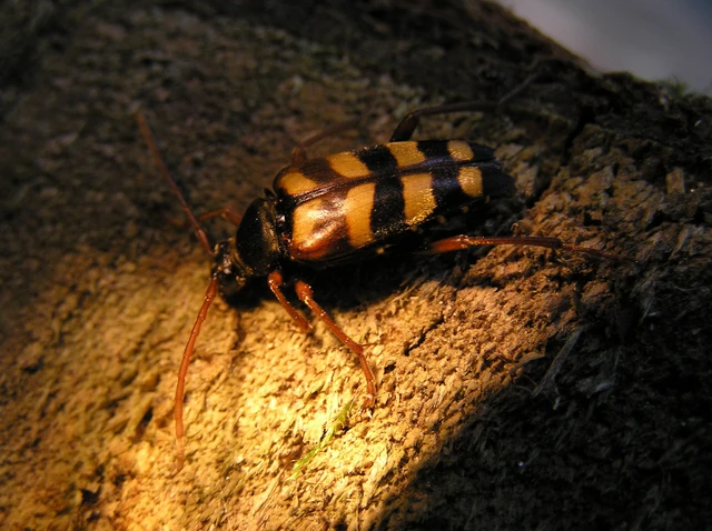 Leptura aurulenta - sárgaszőrű szalagoscincér