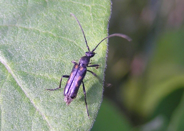Anoplodera sexguttata - foltos virágcincér