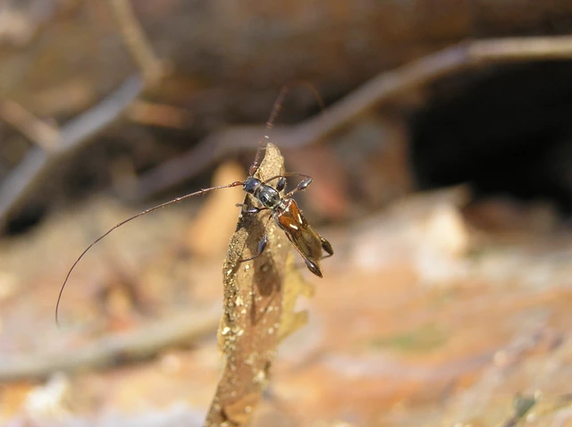 Molorchus minor - kis légycincér