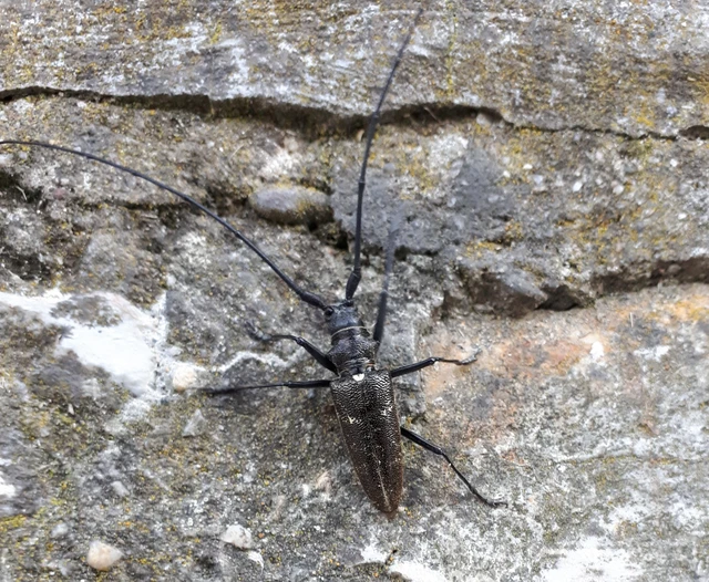 Monochamus sartor - nagy fenyvescincér