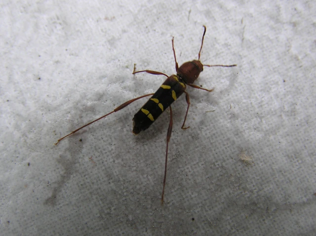 Neoclytus acuminatus - amerikai darázscincér