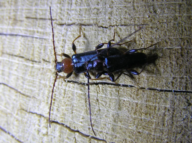 Phymatodes testaceus - változékony korongcincér
