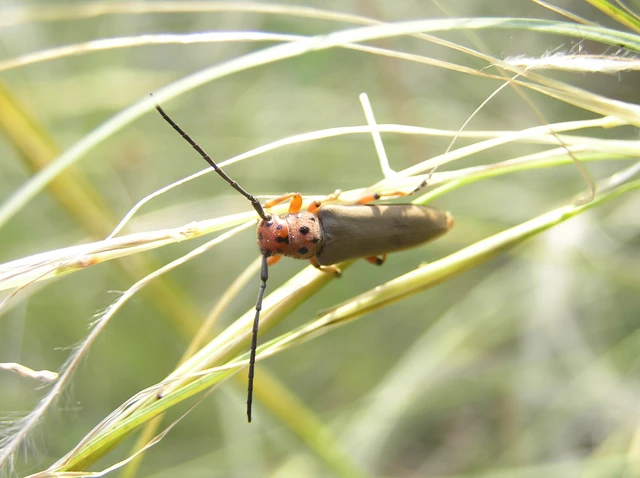 Phytoecia argus - árgusszemű cincér