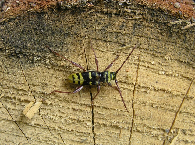 Plagionotus detritus - sárgafarú darázscincér