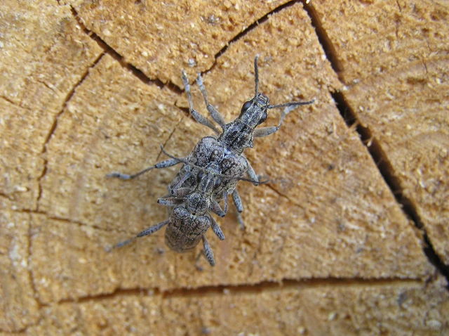 Rhagium inquisitor - fenyves-tövisescincér
