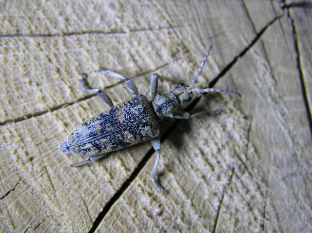 Rhagium sycophanta - tölgyes-tövisescincér