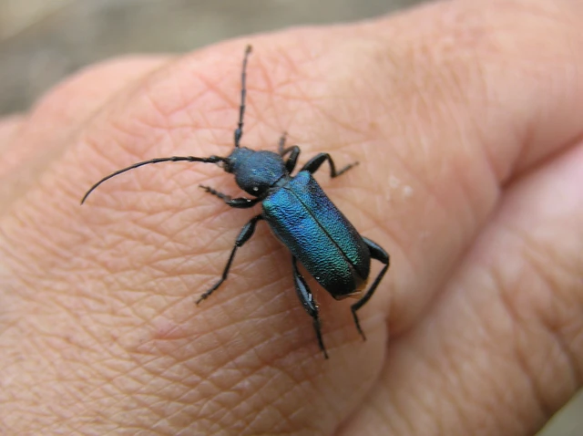 Callidium violaceum - kék korongcincér