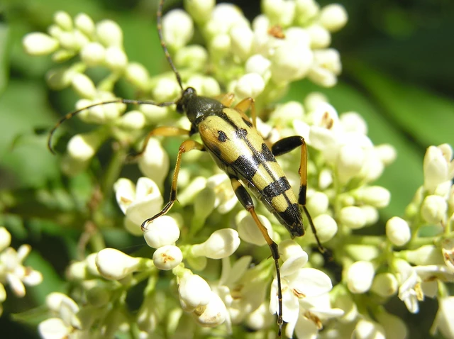 Rutpela maculata - tarkacsápú karcsúcincér