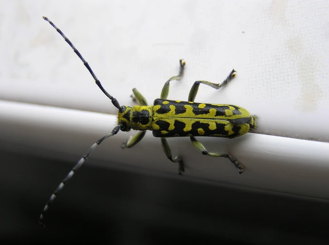 Saperda scalaris - létracincér