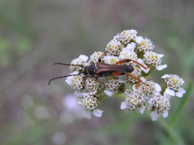 Stenopterus rufus - tarkacsápú keskenyfedőscincér