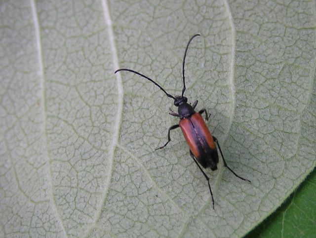 Stenurella melanura - feketevégű karcsúcincér