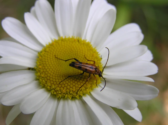 Stenurella septempunctata - hétpettyes karcsúcincér