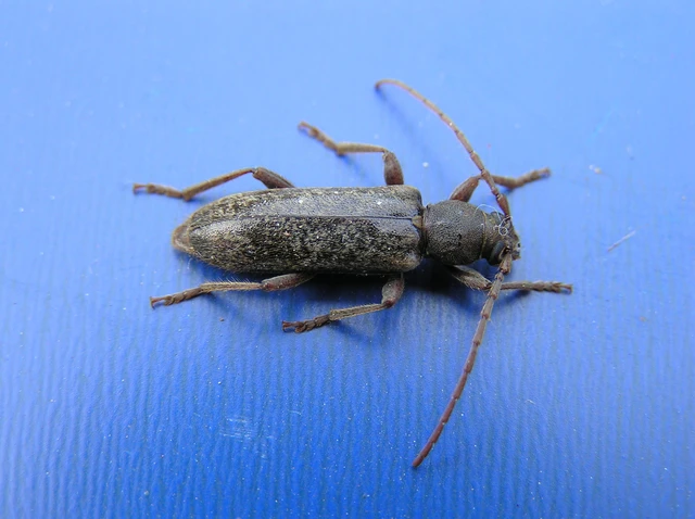 Trichoferus campestris - szállóvendég éjicincér