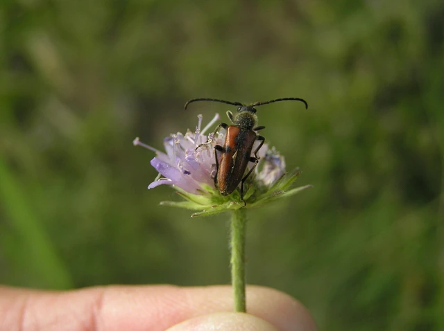 Vadonia unipunctata - kétpettyes virágcincér