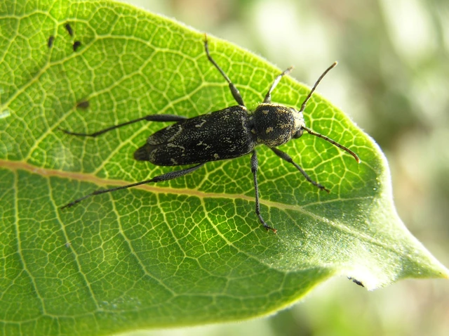 Xylotrechus rusticus - egérszínű darázscincér Xylotrechus rusticus - egérszínű darázscincér