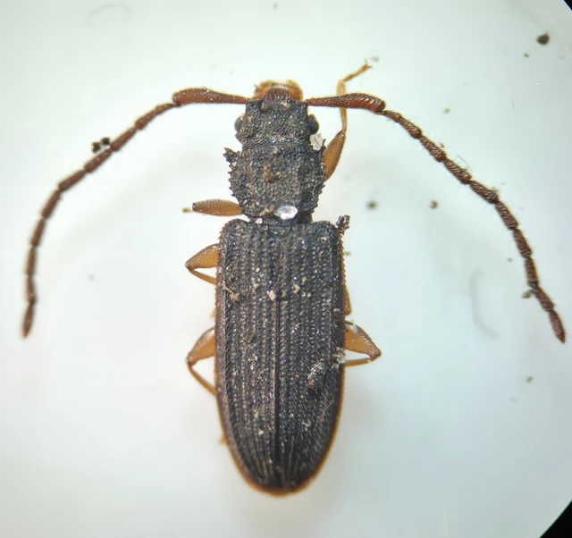 Uleiota planatus - hosszúcsápú fogasnyakú-lapbogár