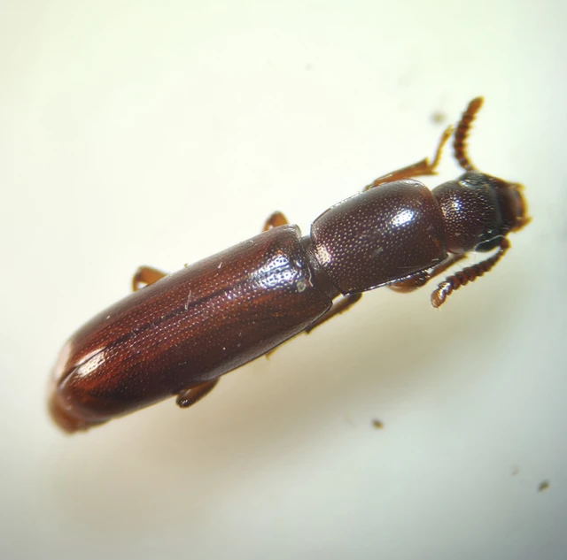 Corticeus unicolor - egyszínű kéregbújó
