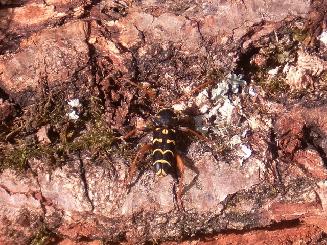 Plagionotus arcuatus - bársonyos darázscincér