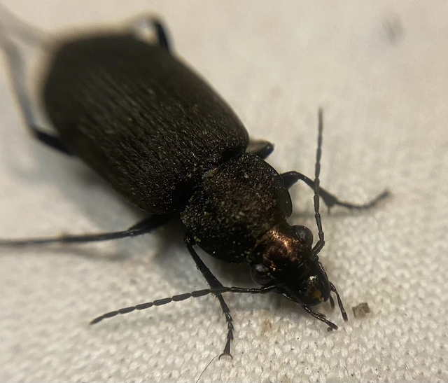 Chlaenius tristis - fekete bűzfutó