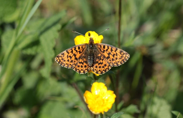 Boloria dia - kis gyöngyházlepke