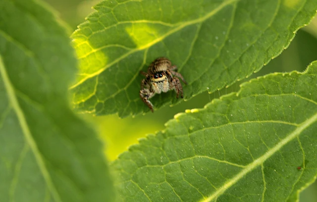 Carrhotus xanthogramma - rozsdás ugrópók
