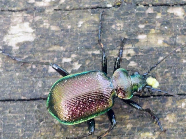 Calosoma inquisitor - kis bábrabló