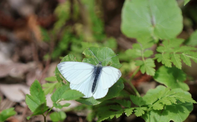 Pieris napi - repcelepke