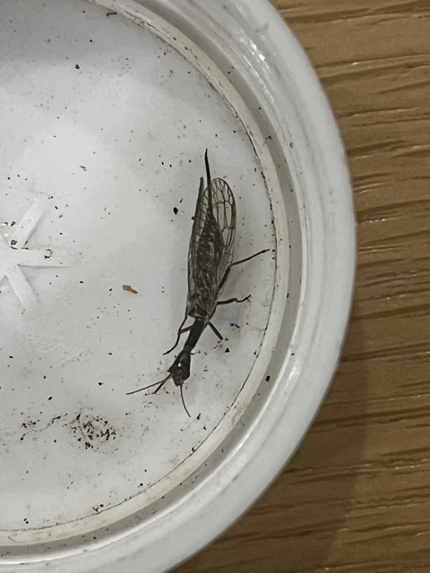 Raphidioptera - Tevenyakú-fátyolkák