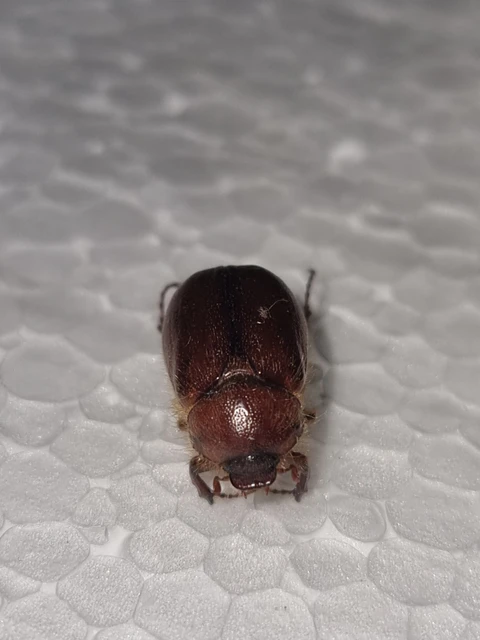 Holochelus aequinoctialis - tavaszeleji cserebogár