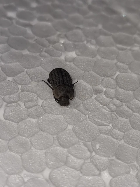 Opatrum sabulosum - sároshátú gyászbogár