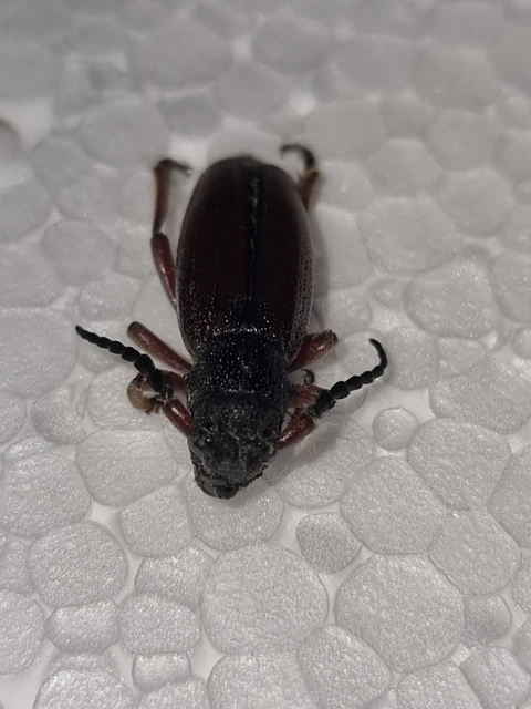 Dorcadion fulvum - barna gyalogcincér