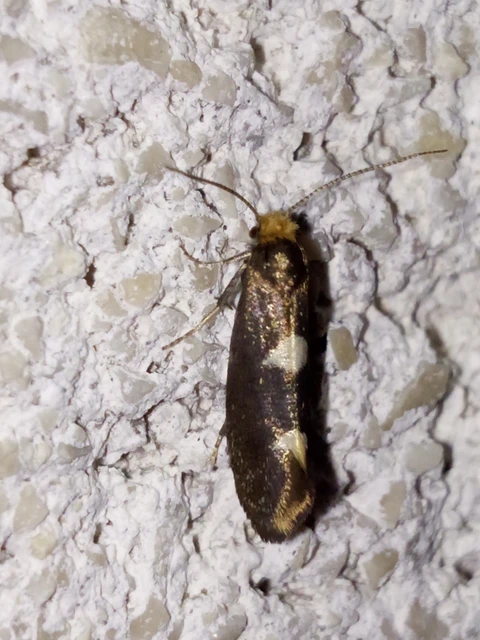 Incurvaria masculella - tölgyaknázó virágmoly