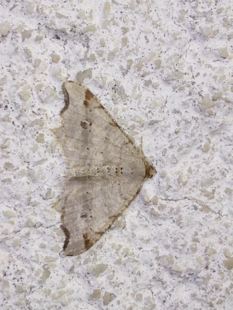 Macaria alternata - közönséges szürkearaszoló