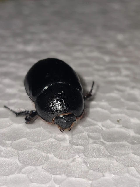 Pentodon idiota - butabogár