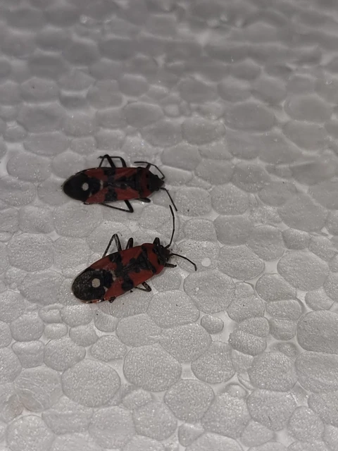 Lygaeus equestris/simulans