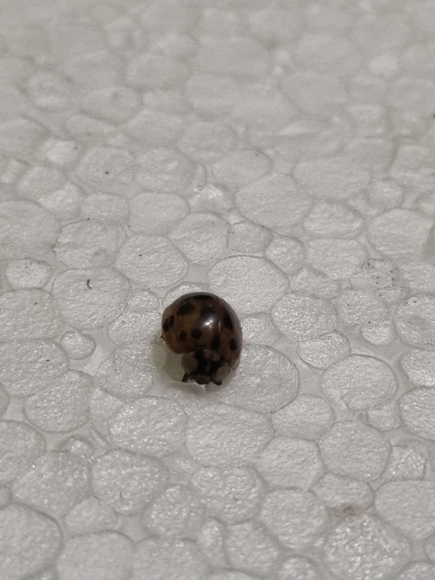 Harmonia axyridis - harlekinkatica