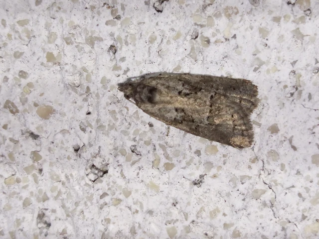 Cnephasia