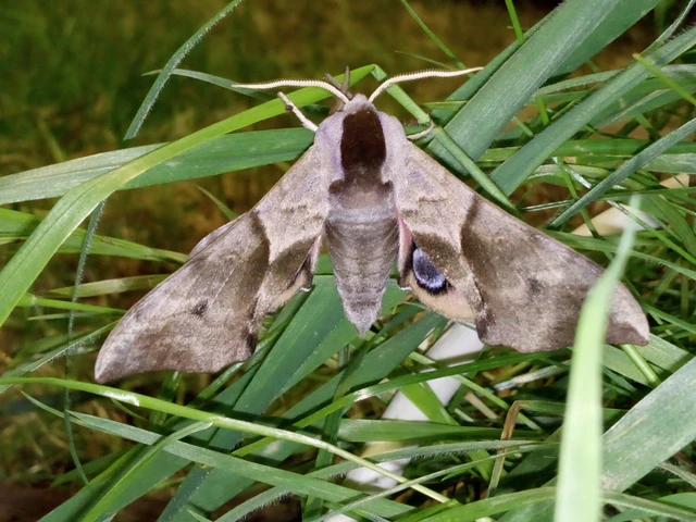 Smerinthus ocellatus - esti pávaszem