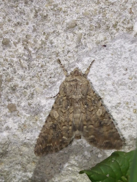 Hadula trifolii - lóherebagoly