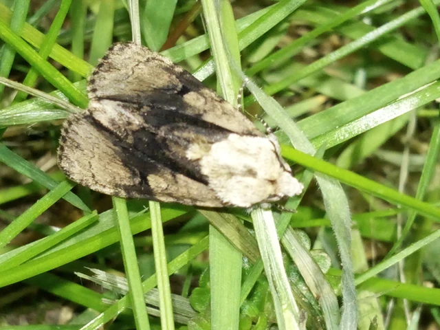 Acronicta alni - éger-szigonyosbagoly