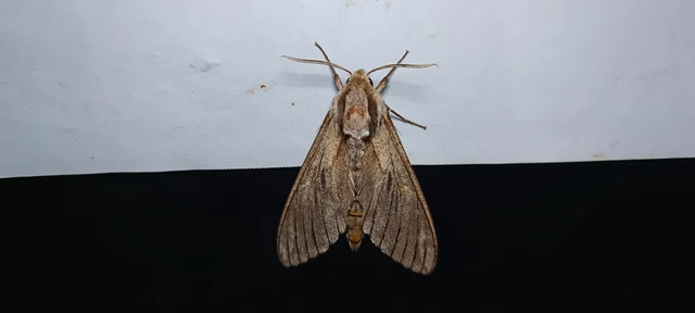 Hyloicus pinastri - fenyőszender