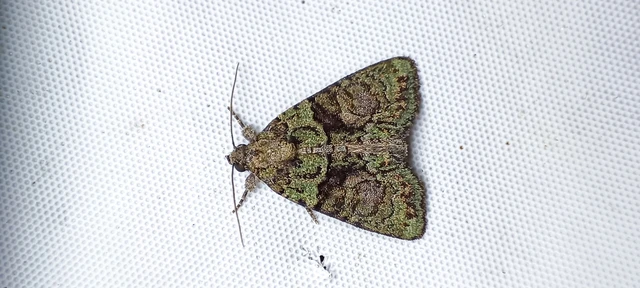 Cryphia algae - sárgászöld zuzmóbagoly