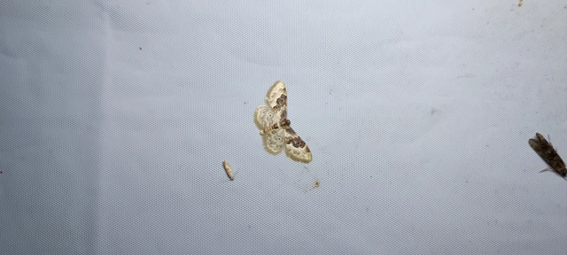 Idaea rusticata - tarka apróaraszoló