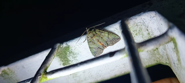 Polyphaenis sericata - selyemfényű erdeibagoly